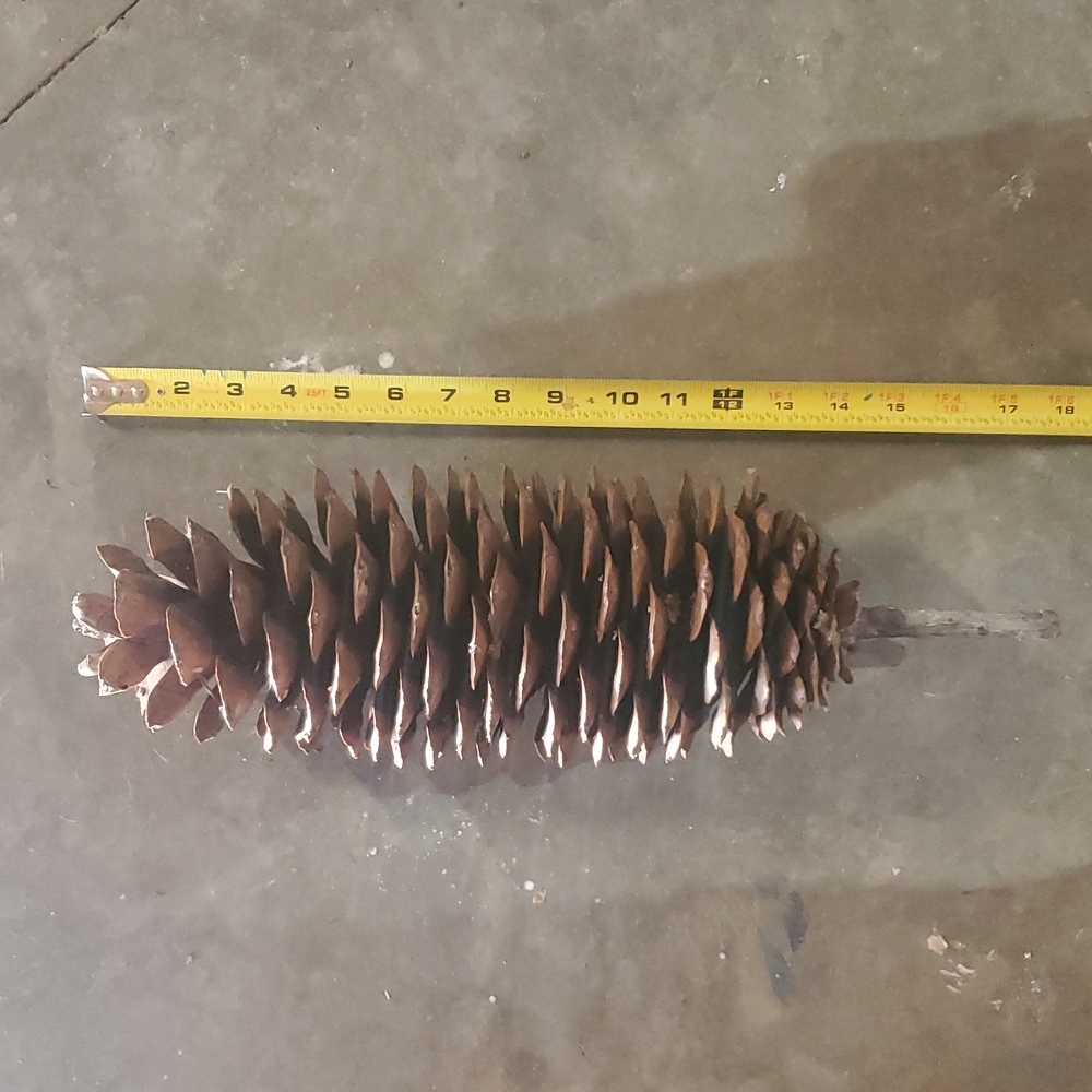🪩 DISCO DEALS 1 Gigantic pinecone!  XXL, HUGE, MASSIVE, Very Big - Picture 4 of 11